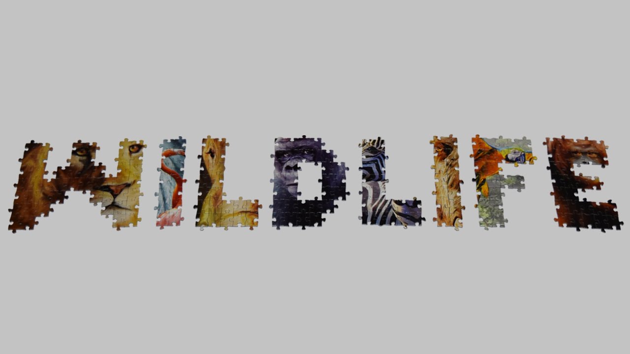 Wildlife, biggest puzzle in the world in stop motion