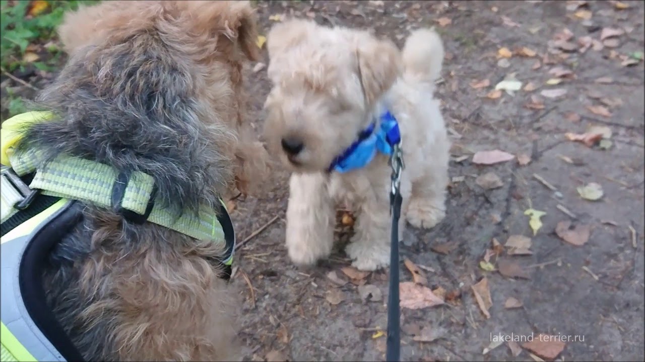 Lakeland-terrier puppy in forest.