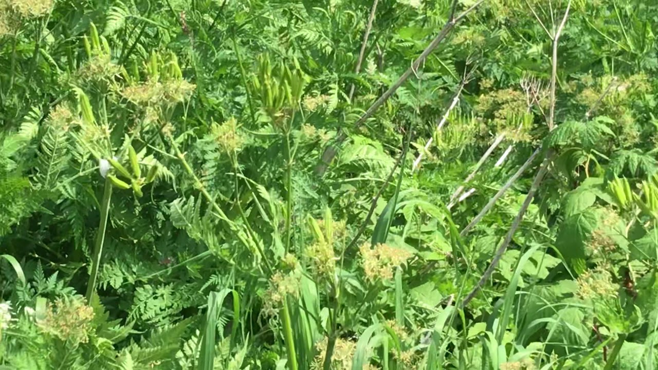 Cerfeuil musqué, angélique et consoude!