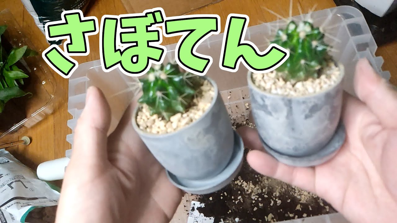 【ダイソー金鯱】さぼてんの植え替え