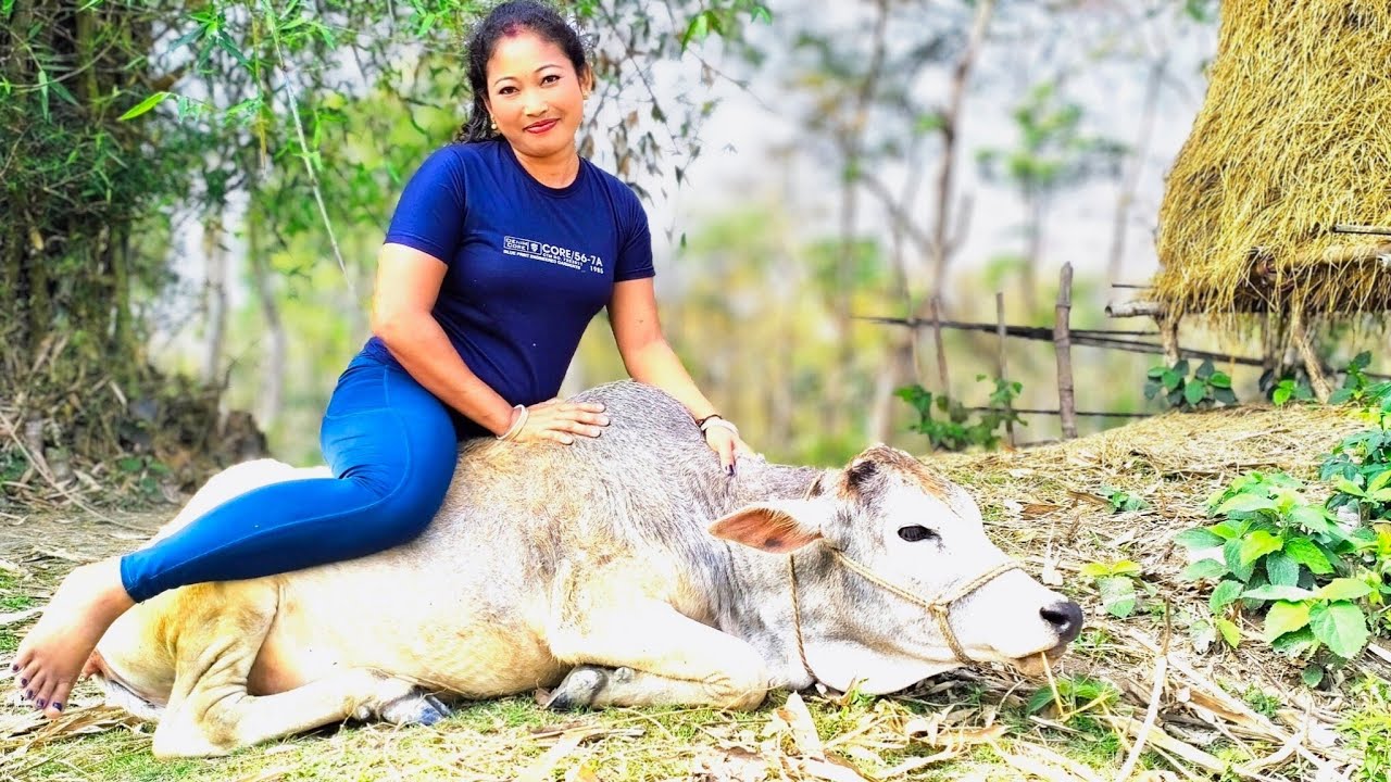 गाय की सवारी करने गया… फिर जो हुआ देखकर हँसी नहीं रुकेगी! 🤣🐄