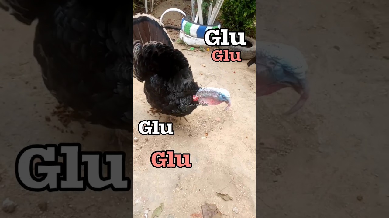 NÃO PODE OUVIR UM BARULHO QUE FAZ O GLU GLU 😁