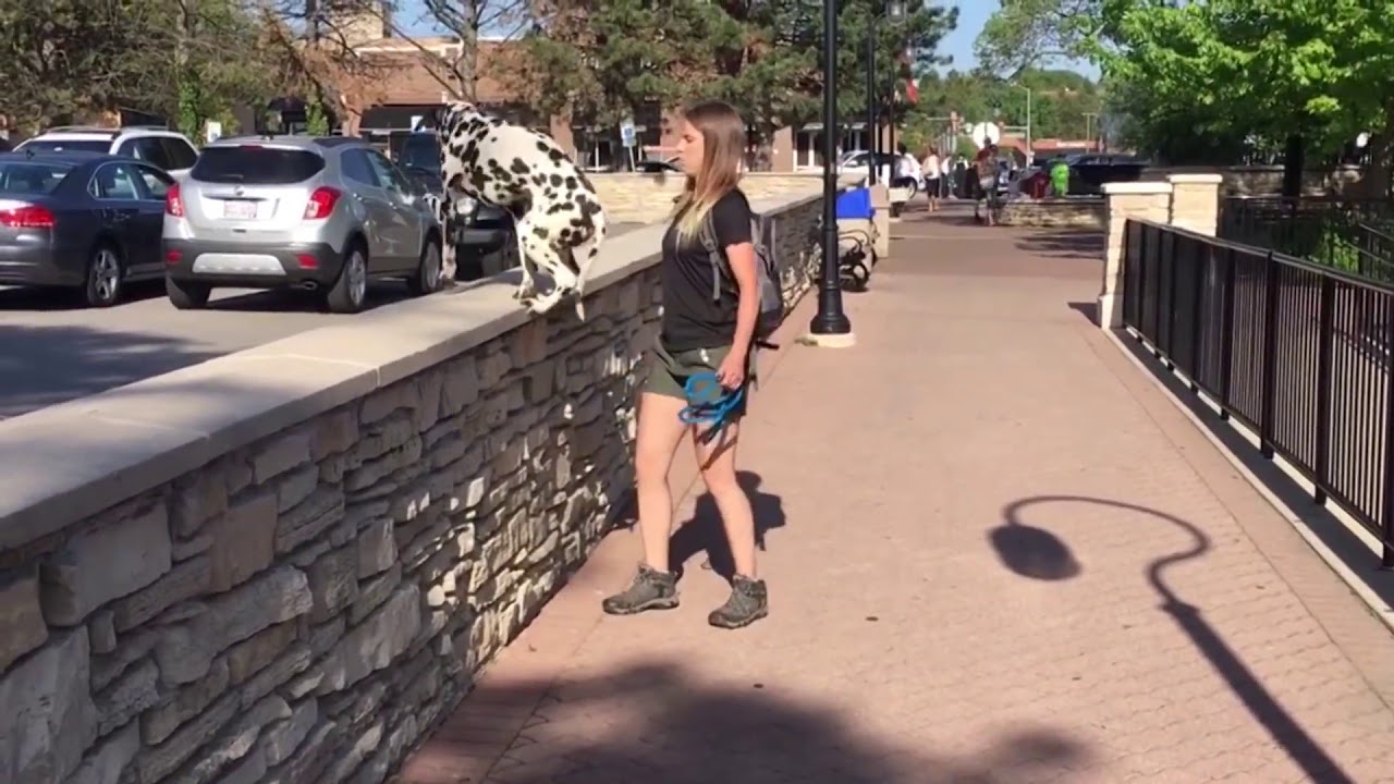 Dog funny fails