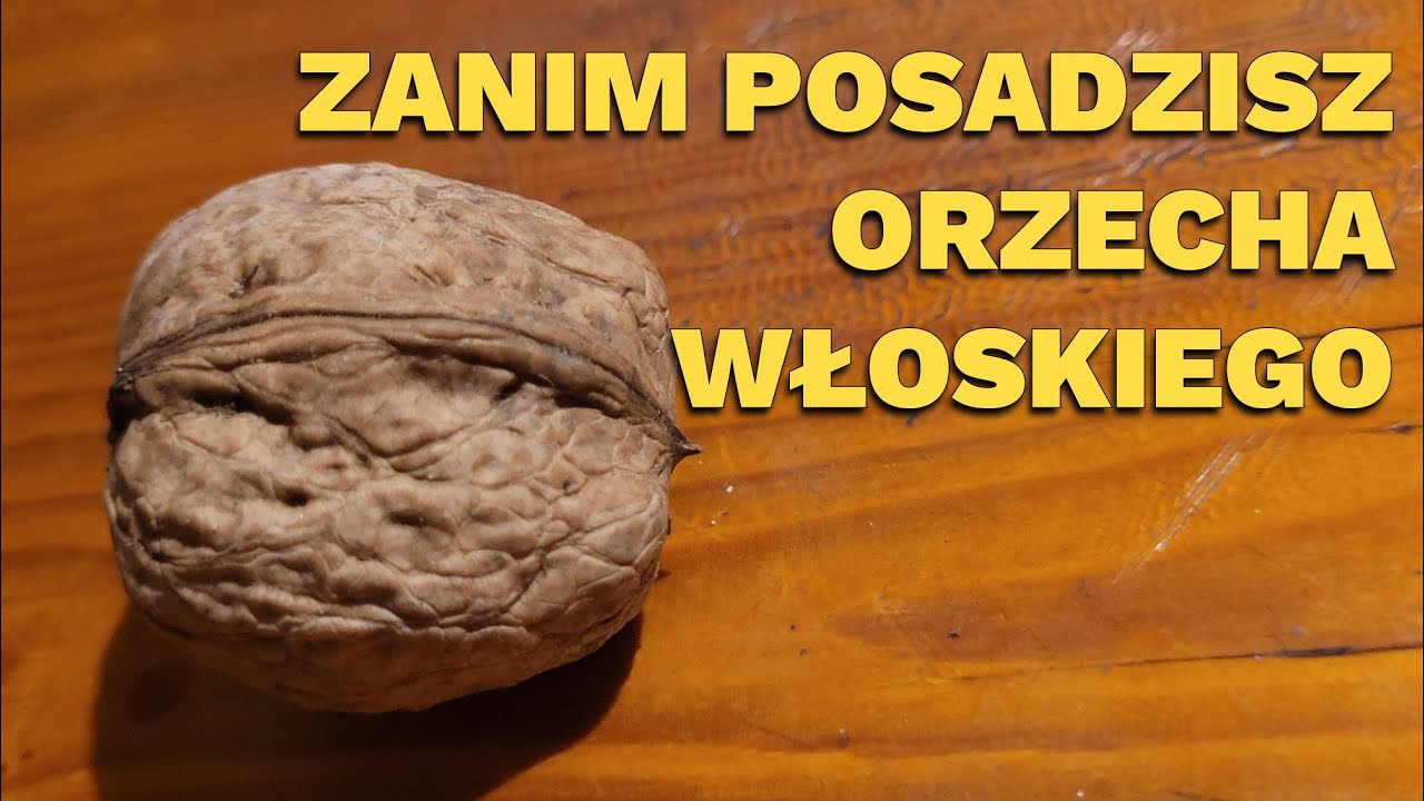 Zanim posadzisz orzecha włoskiego