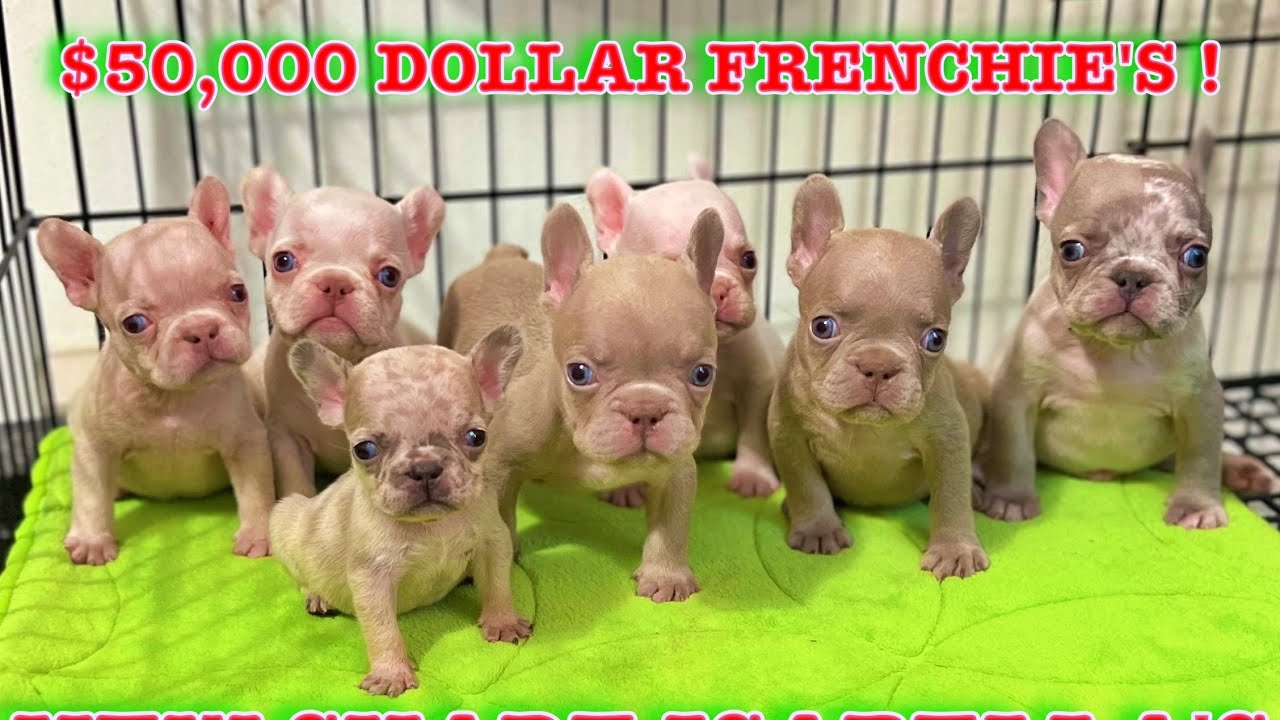MY NEW ISABELLA FRENCHIE LITTER....
