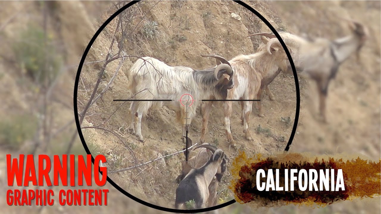 Mountain Goat Hunting with Bushbuck 45
