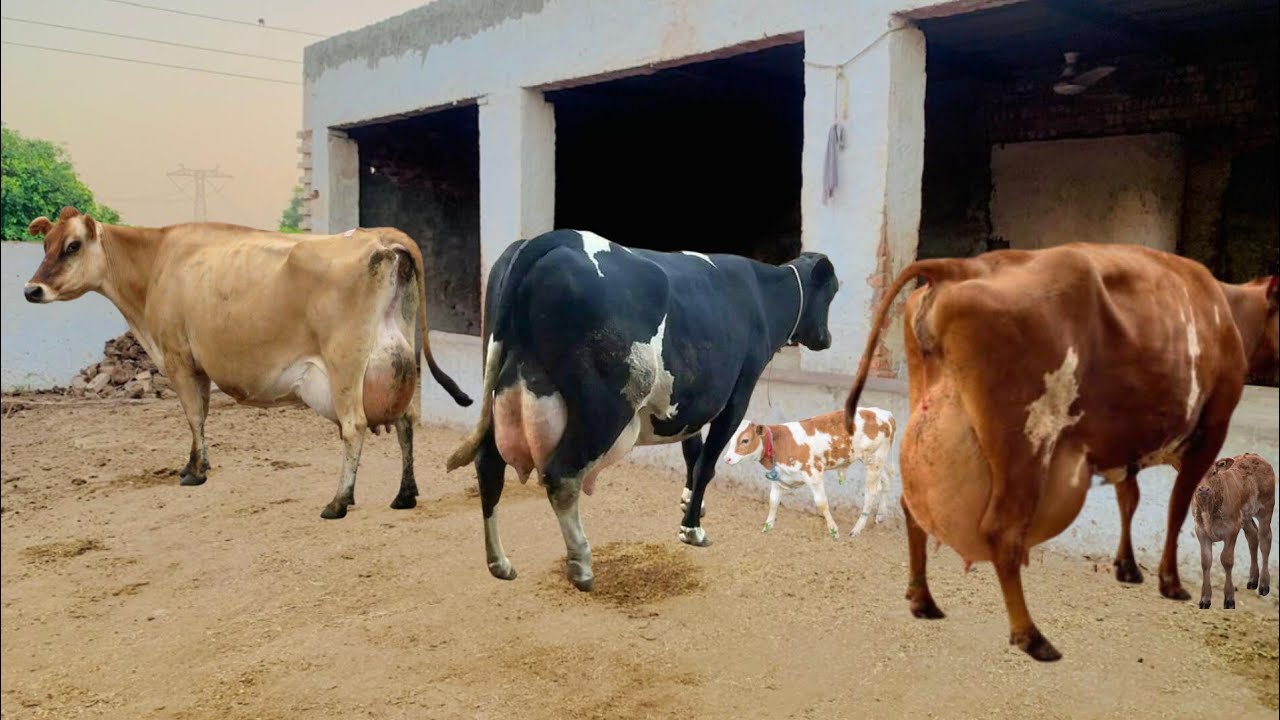 Cow for sale new video | Girlendo cholistani cross cow | Girlendo cross cow | cholistani cow 