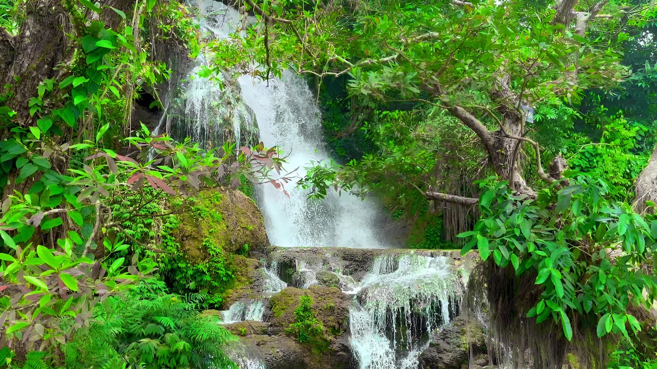 Soothing Forest Ambience, Waterfall and Gentle Bird Calls, Natural Sounds for Meditation and Sleep