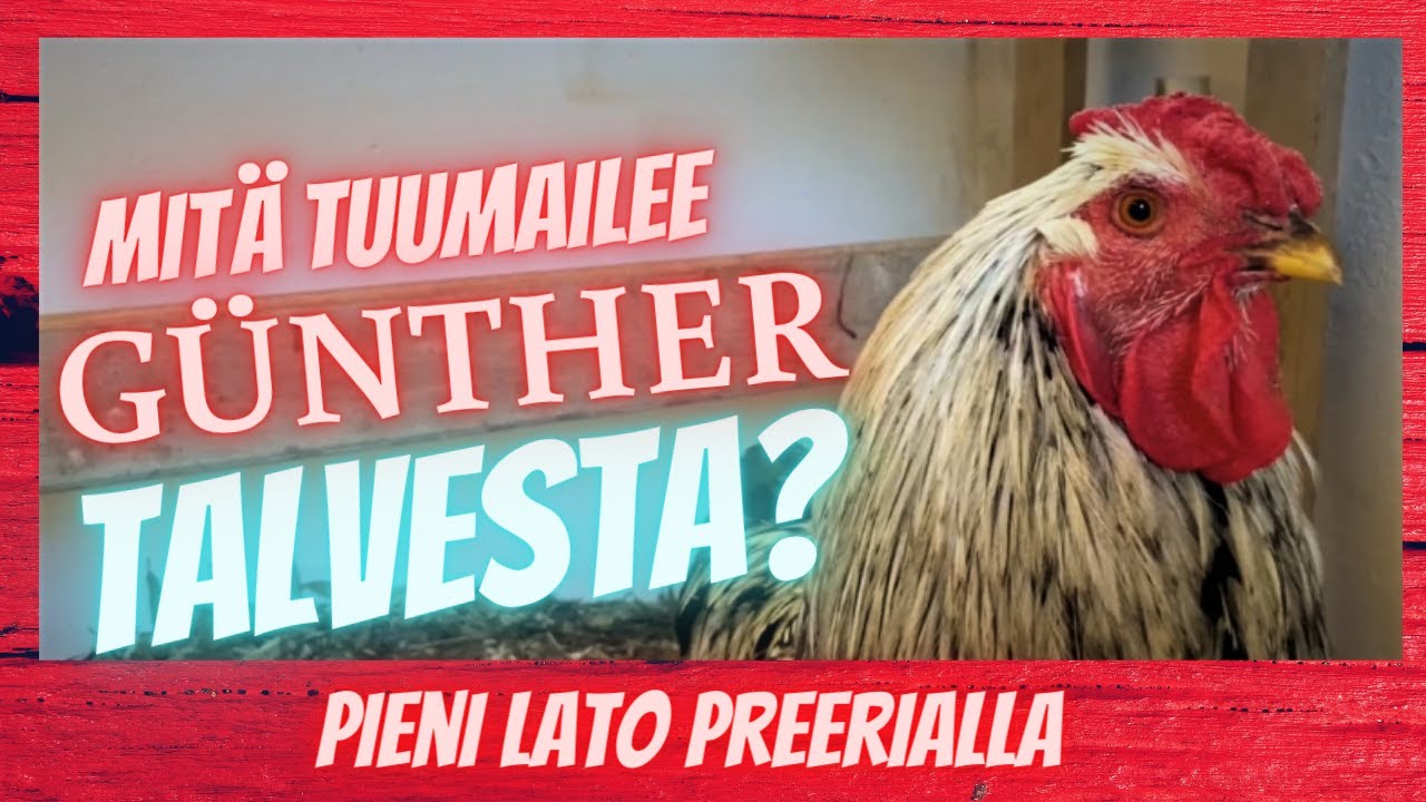 Talvi tulee! Tarkeneeko kanat? Mitä sanoo Günther?