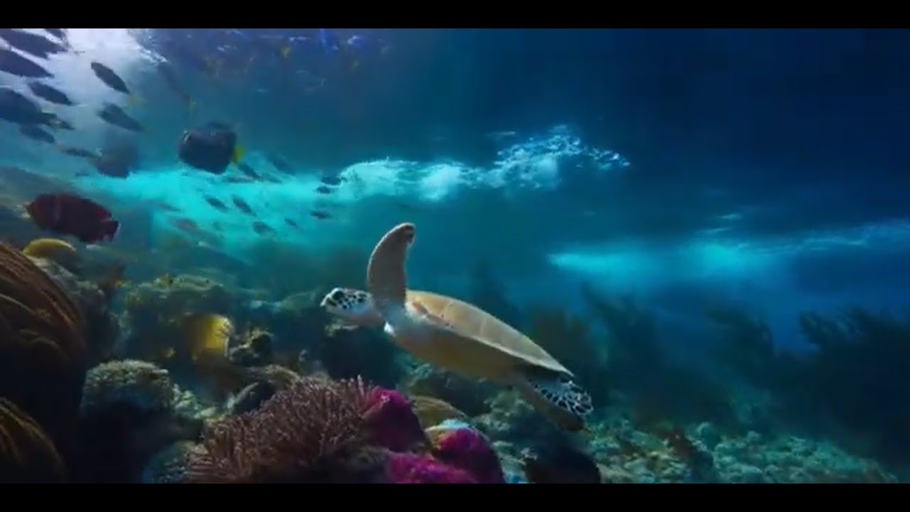 Ambience Videos | Underwater Reef — Fishes, Corals & Sea Turtle | Gentle Sounds for Focus & Sleep
