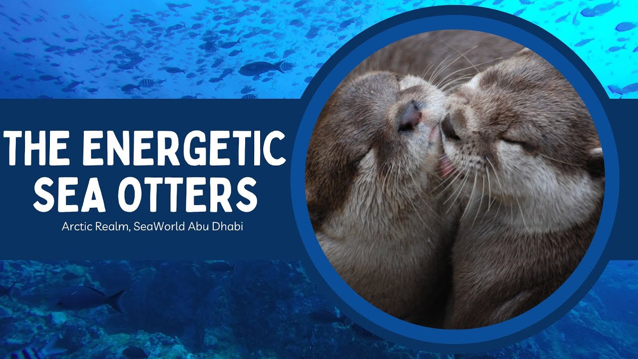 The Energetic Sea Otters #satisfying #amazing #frozen