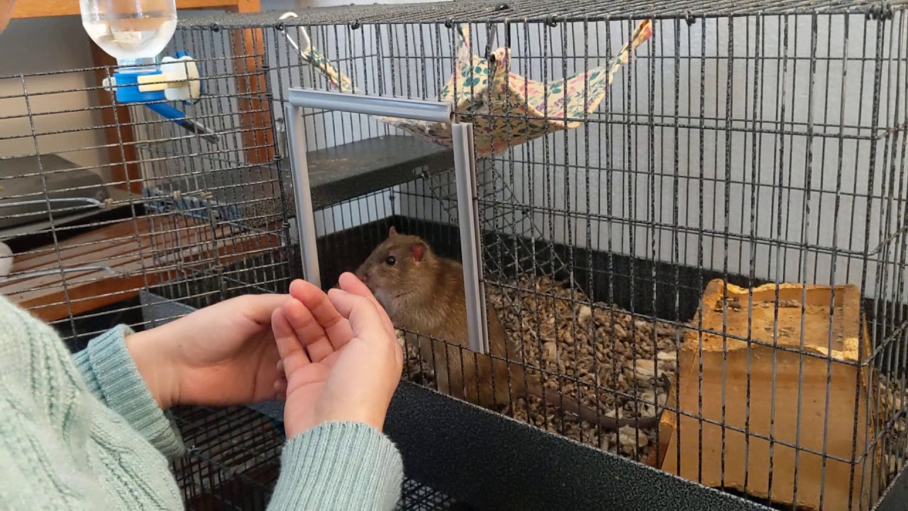 Tame Norway Rats descended from wild parents