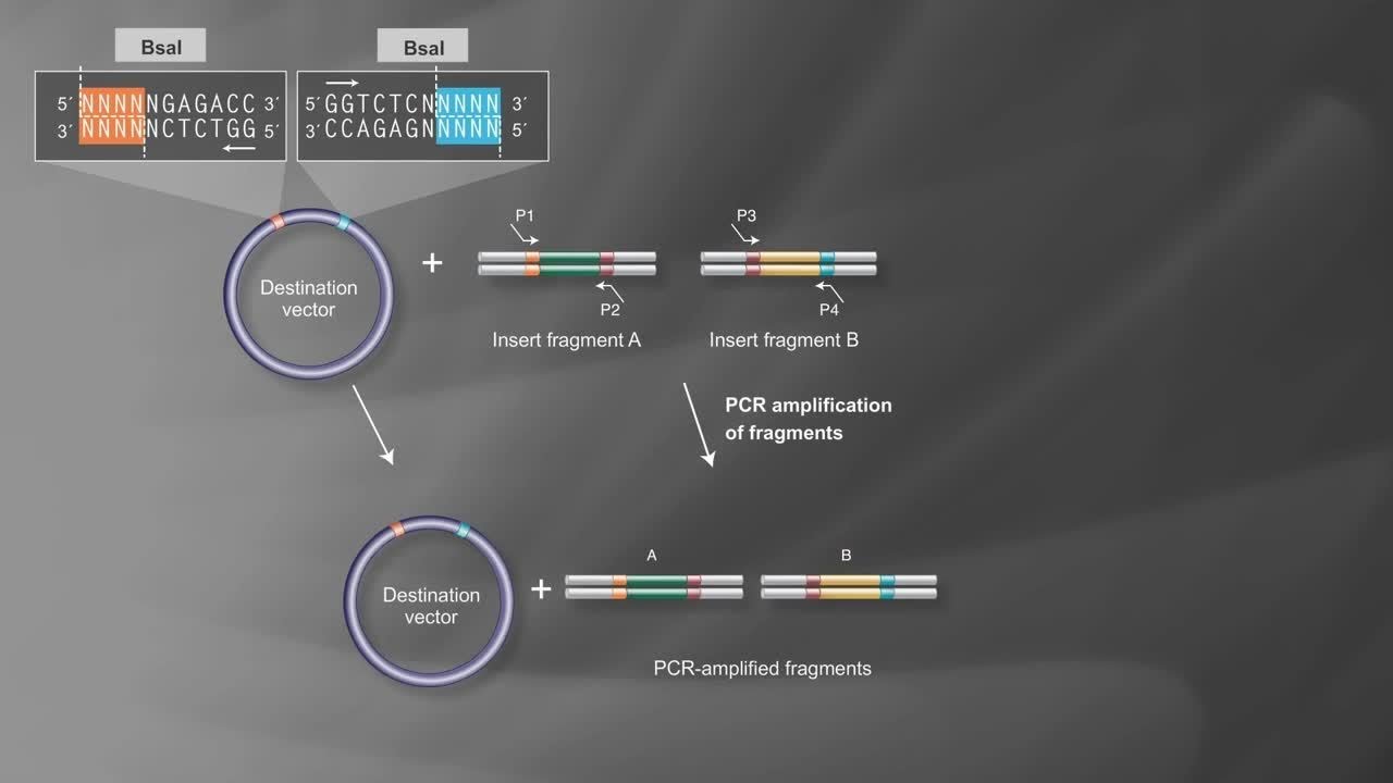 Golden Gate Assembly Workflow