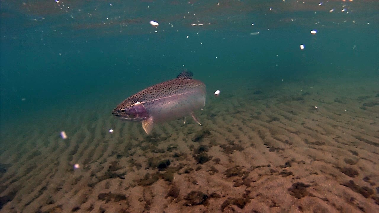 Winter Bank Fishing for Trout at Lake Roosevelt, Washington