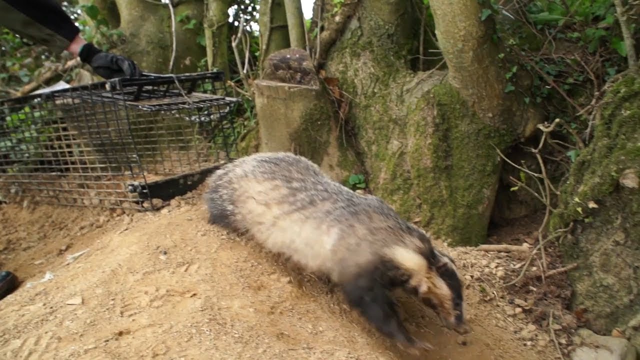 Some European badgers are “Super Rangers”