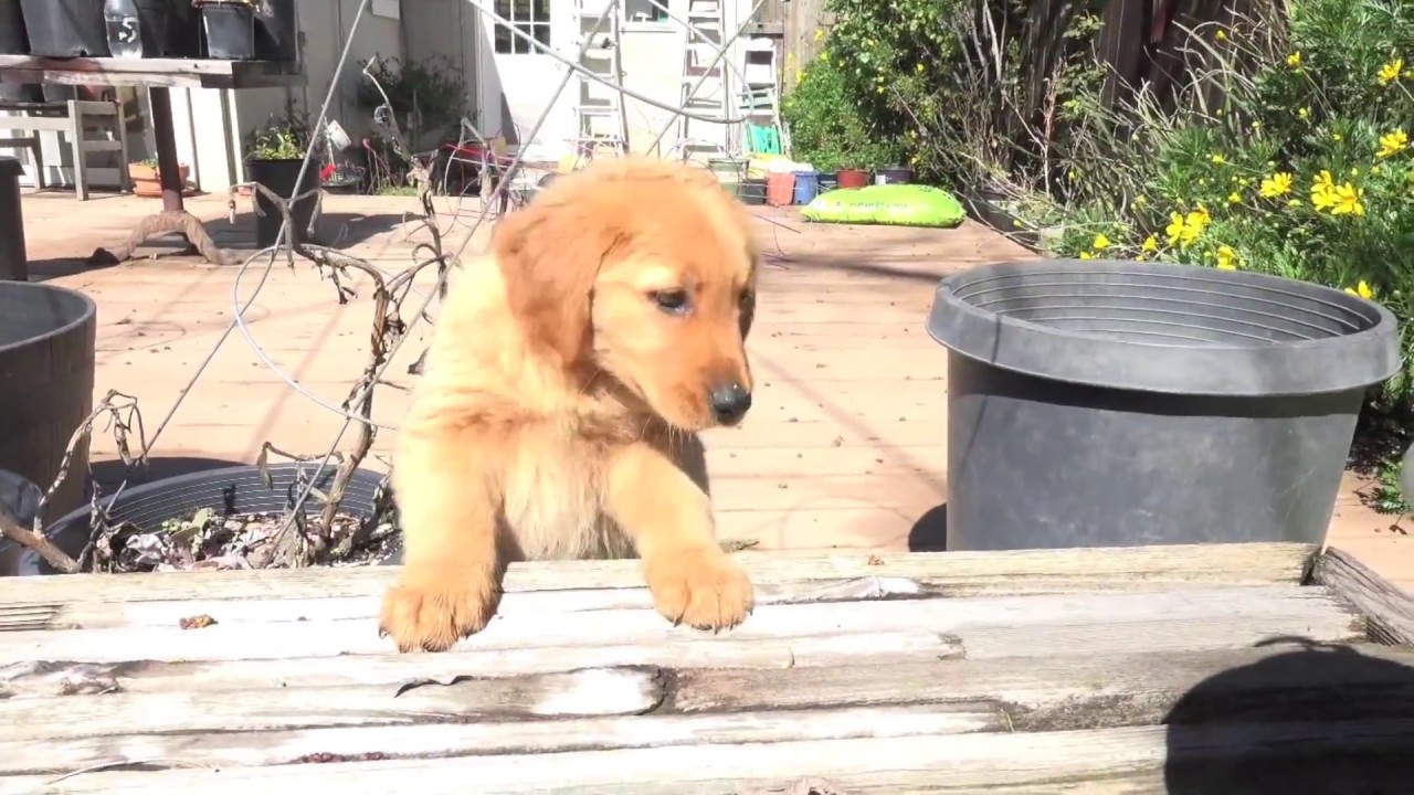 The Internet of Experiences: RFID Dog Apalani