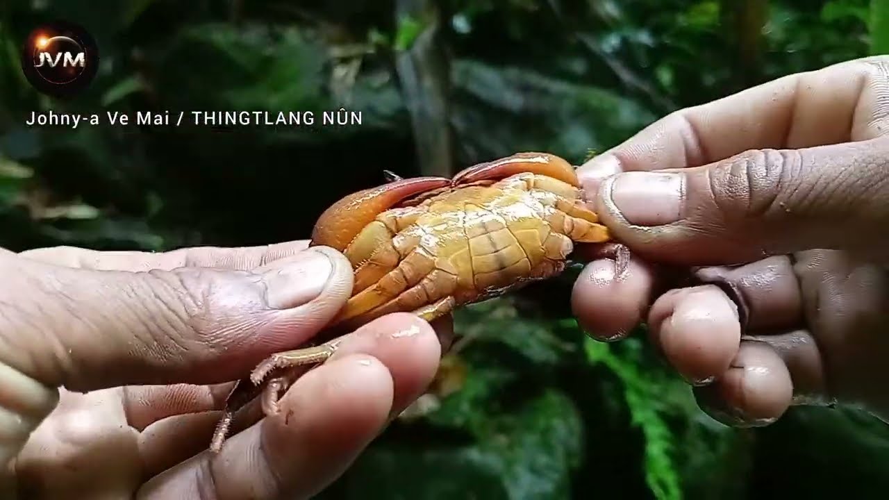 Changpat hmangin Chakai ka hawlh.🦀🦀🦀