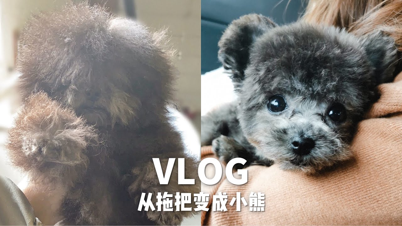 Mufy's Vlog#2 茶杯飞耳灰泰迪贵宾犬第一次宠物美容 | 从拖把变成小熊 主人认不出来系列| Poodle's First Haircut  | Dog Grooming