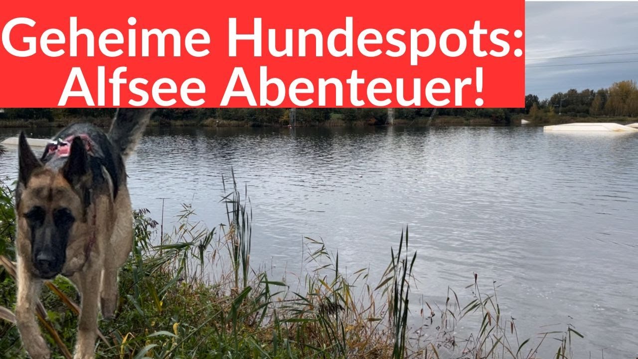 Wohnmobil Reisen: Musst Du gesehen haben - Geheime Hundespots am Alfsee!