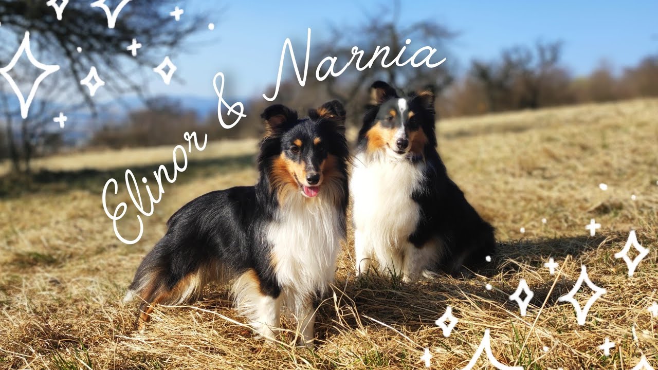 Elinor & Narnia the shelties | Double tricks & more! | ✨Better than one✨