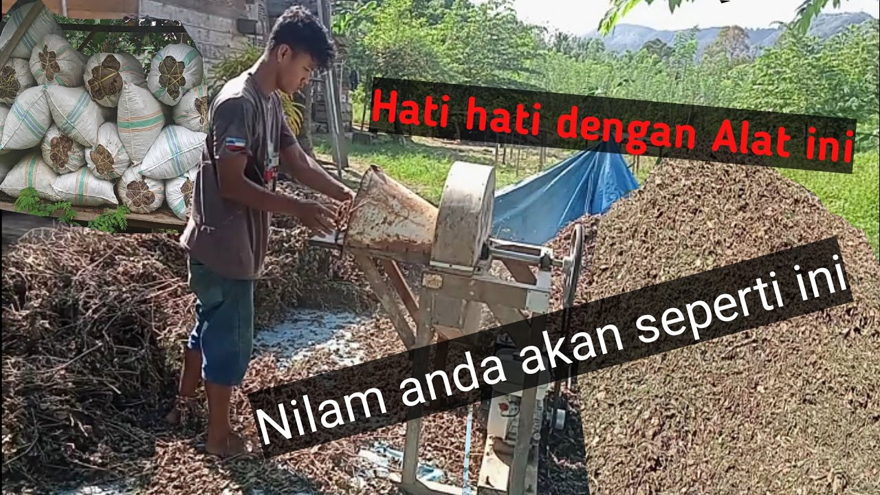 Cara cepat memotong Nilam dengan mesin | Alat pencacah Nilam. @BugisFarm