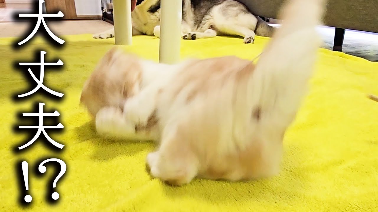 脚を痛めたのか？猫がすごい鳴き声を出しました...