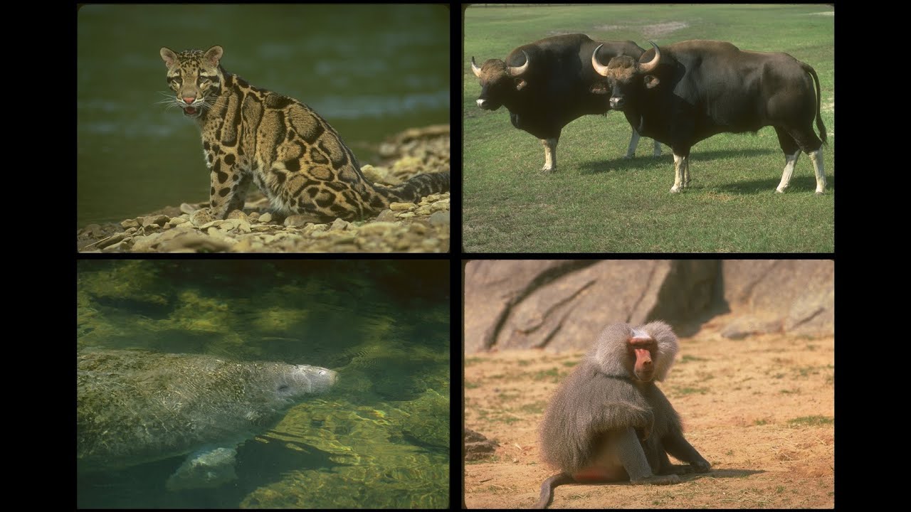 160067 Endangered Species SSTV PD120
