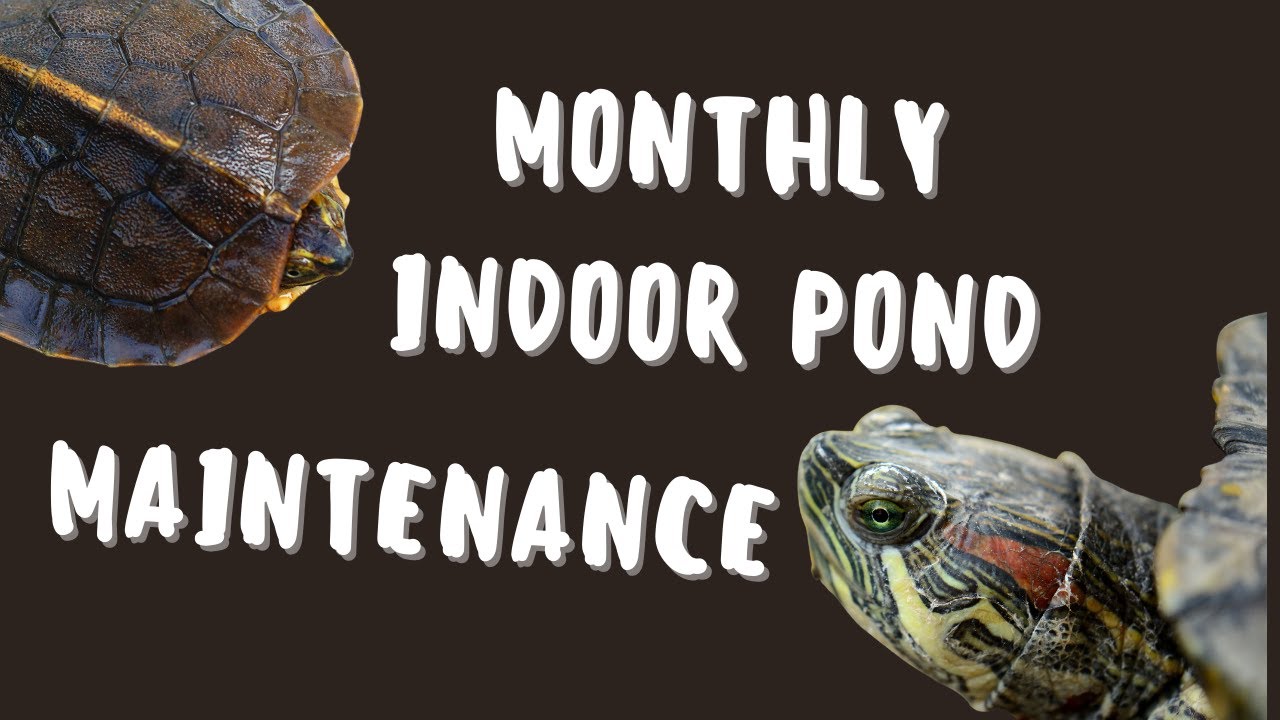 Indoor Turtle Pond Update & Monthly Maintenance | 500 Pesos Worth Pet-related Giveaway