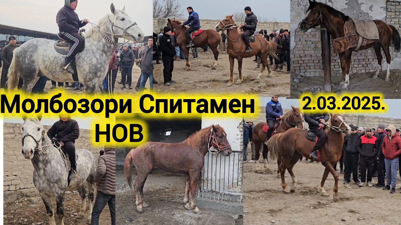 АСП БОЗОРИ ХУДЧАНД СПИТОМЕН НОВ АСПХОИ БУЗИ ТОЙ БАЙТАЛ 2-МАРТ 2025Г НАВОРИ БЕХТАРИН ШУДАГИ