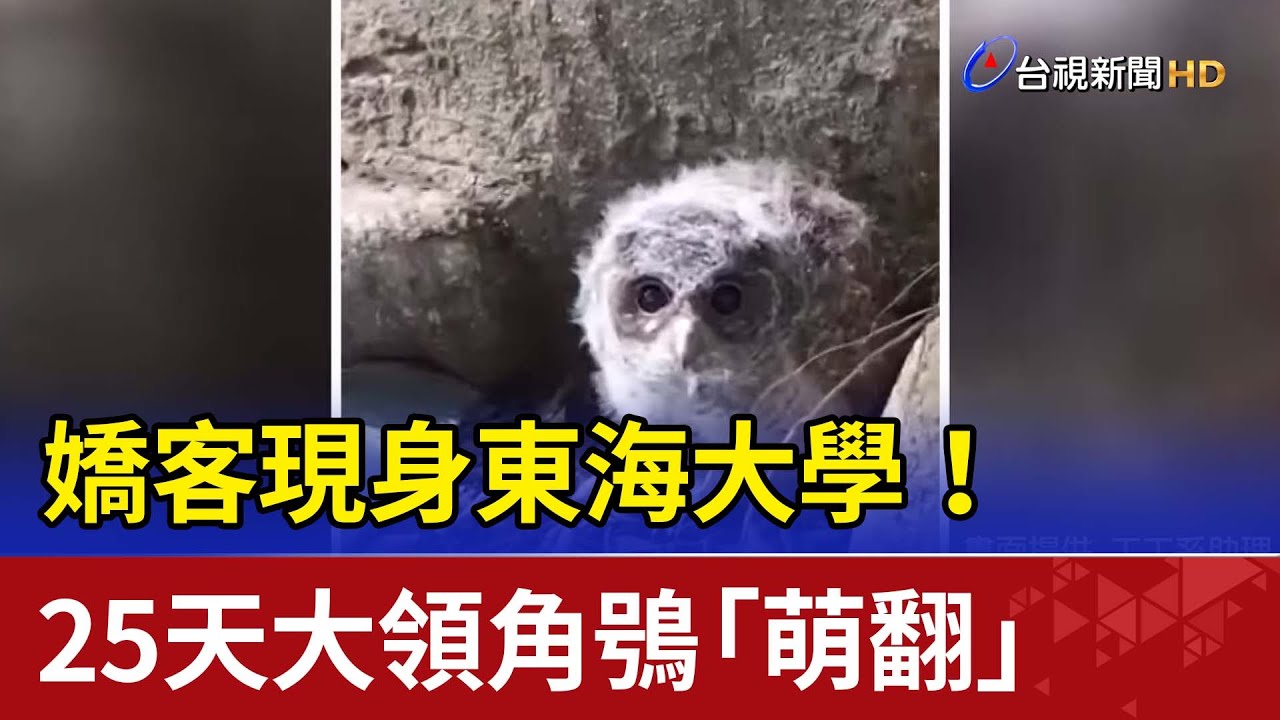 嬌客現身東海大學！ 25天大領角鴞「萌翻」