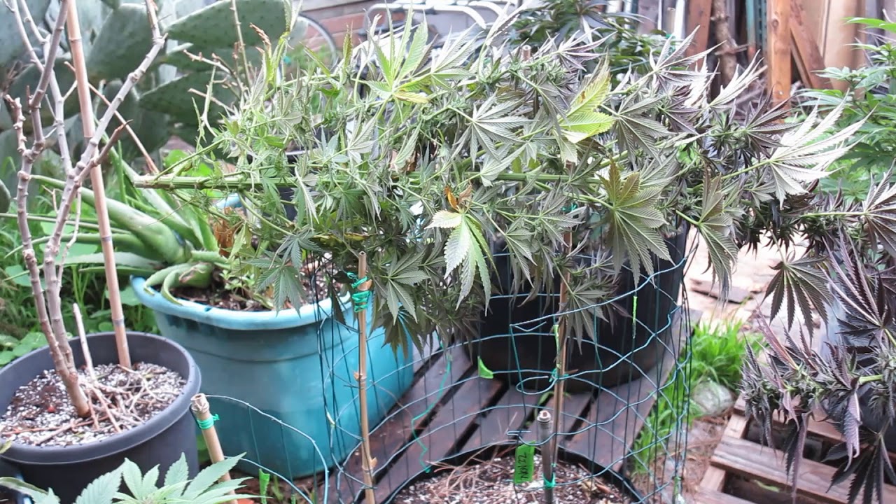 CANNABIS HARVEST  SEVEN LEAF GENETICS THE BIGKUSH  LAT 33 COASTAL CALIFORNIA
