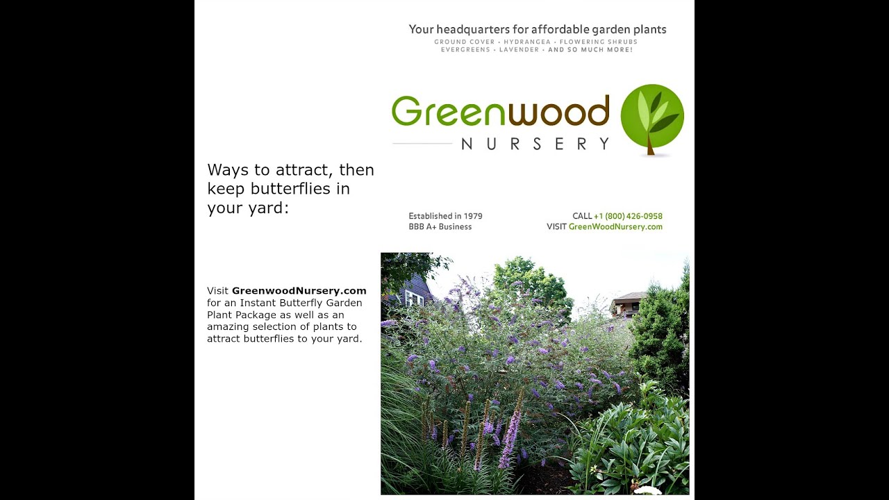 How to Attract Butterflies to Your Garden