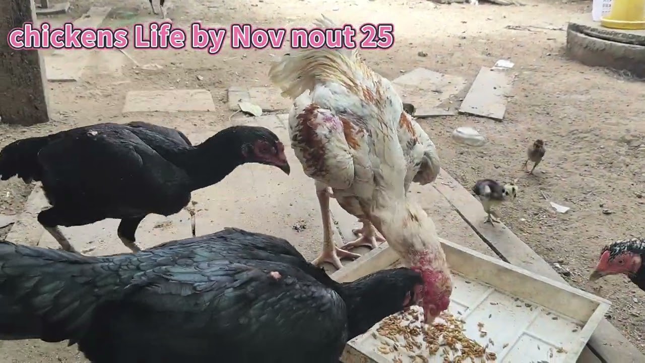 A Large Flock of Chickens Eating Feed 25