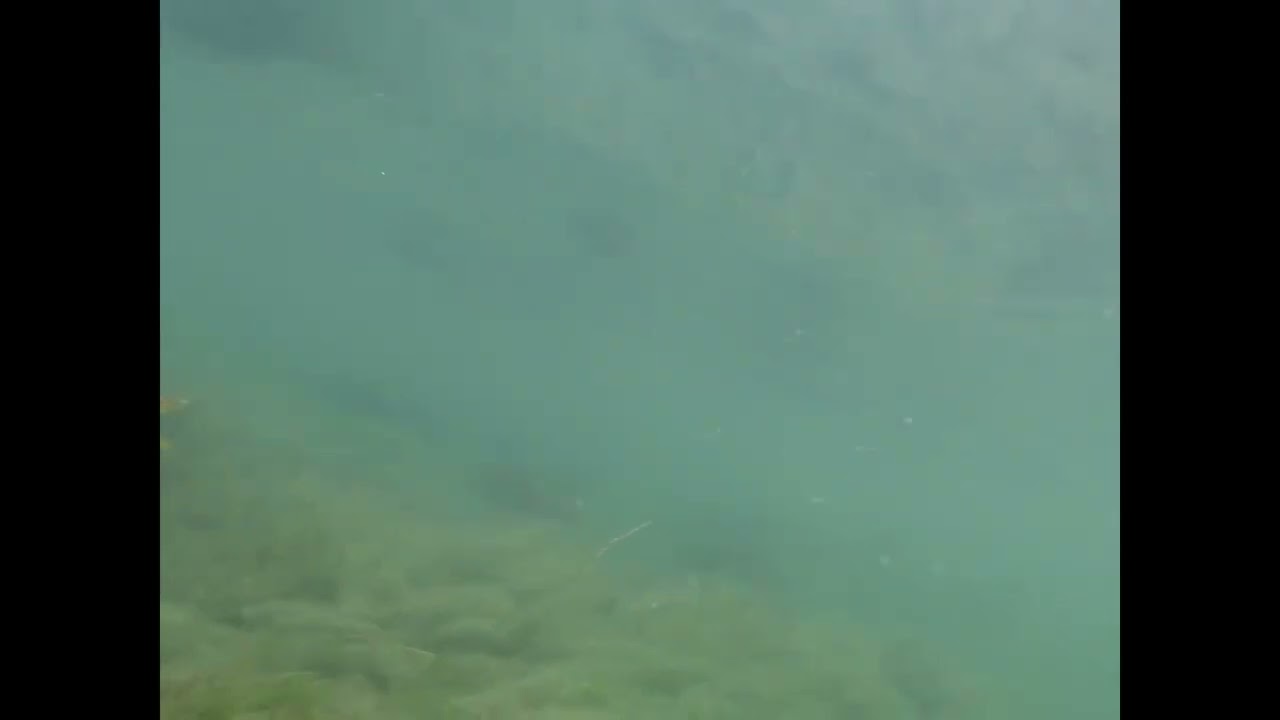 Harrison River BC Salmon Run October 2022