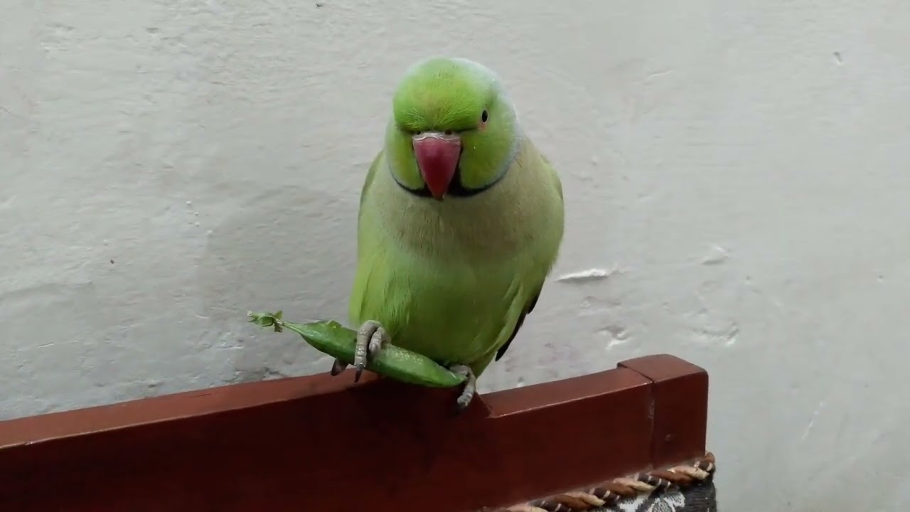 Parrot 🐦 bitting 