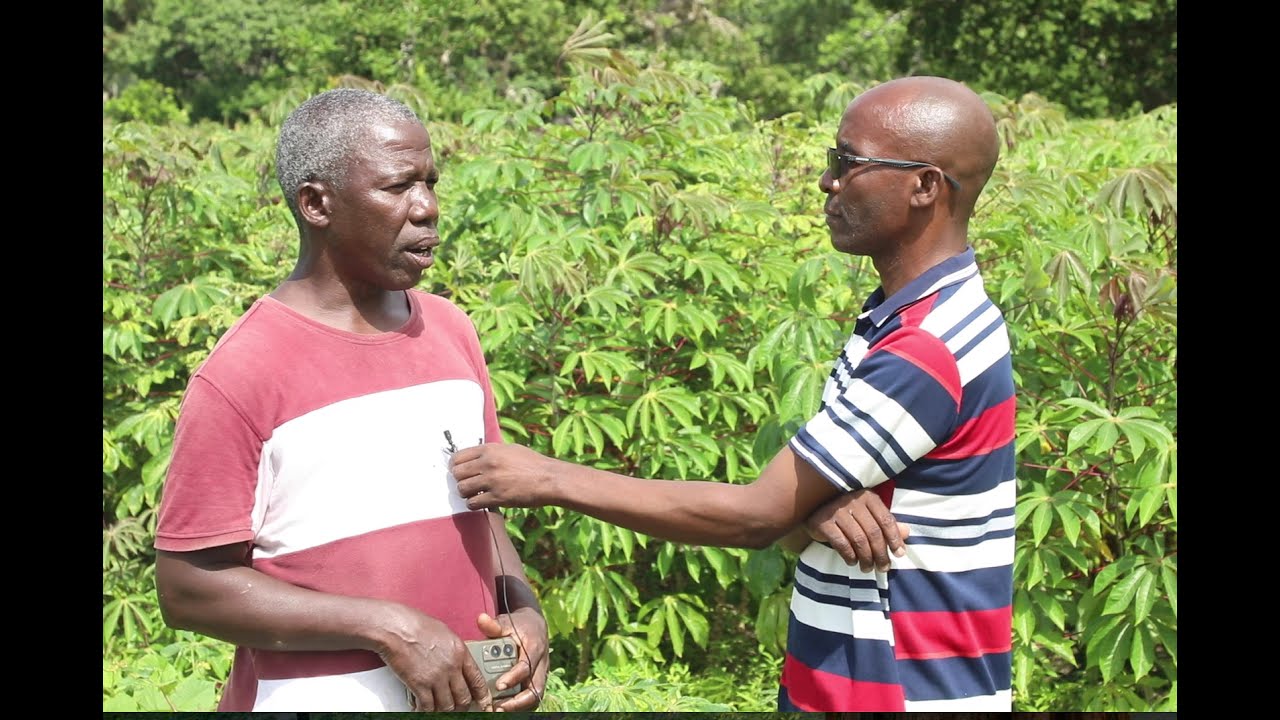 THE MILLIONS OF CASH THAT FLY ACROSS CASSAVA FARMS IN KILIFI COUNTY