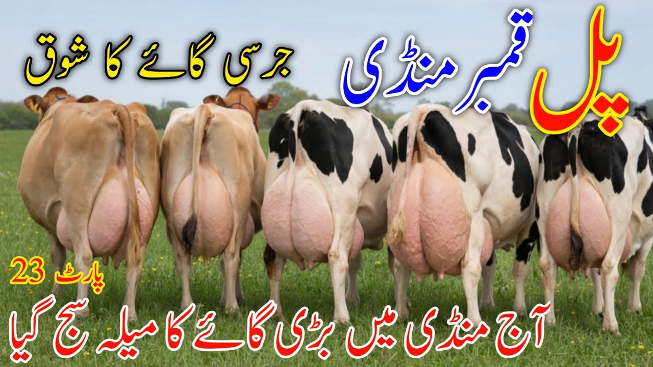  Market Shock 🔥 | Australian Bredi Cow Update | Pul Qmbar mandi New Update 2026 Market Ret | Part 23