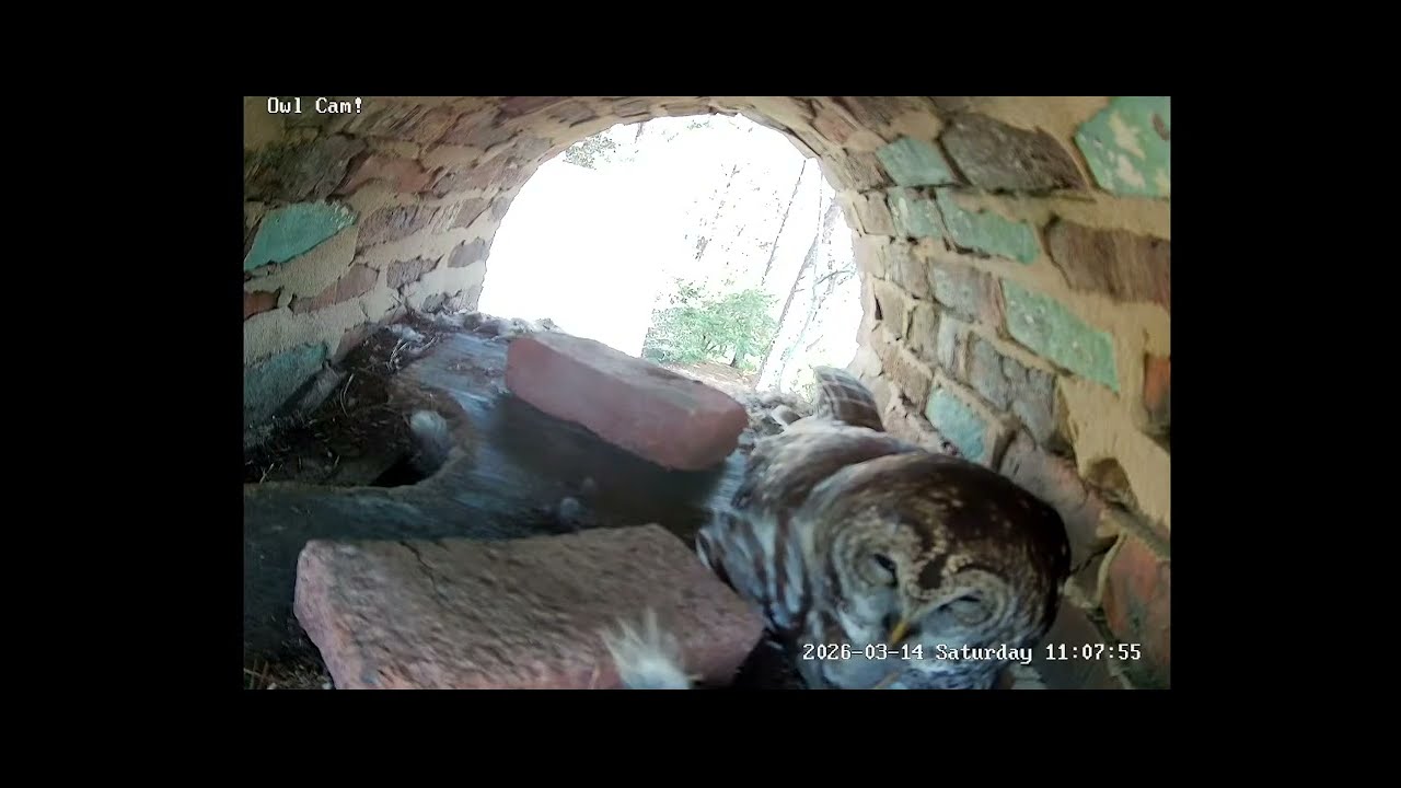 Owl Cam LIVE: DAY 11 stream. Bernadette the Barred Owl and her three eggs!