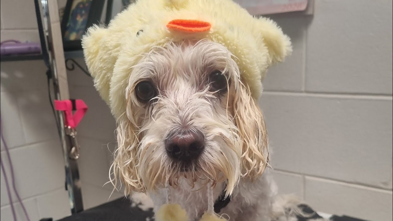 Bentley, Moodle Bath ❤️#ilovemarshmallowpaws#doggrooming#moodlebath#Bentley
