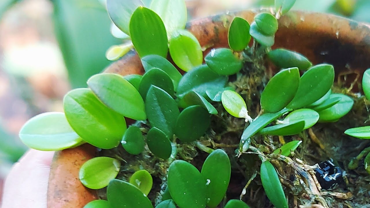 VEJAM O QUE EU FIZ COM AS MINHAS MICRO ORQUÍDEAS!!!