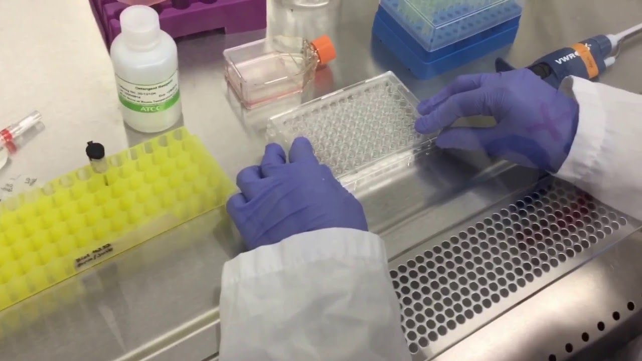 MTT Assay