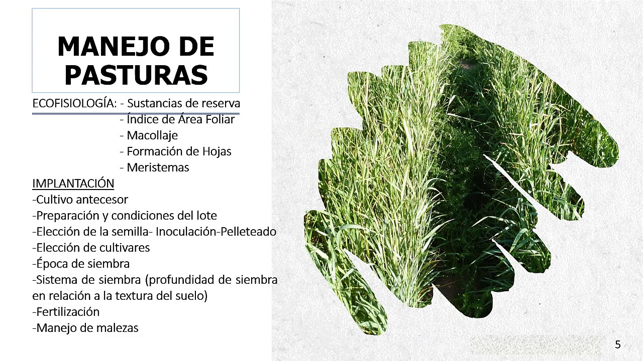 Introducción a Forrajes y Manejo de Pasturas