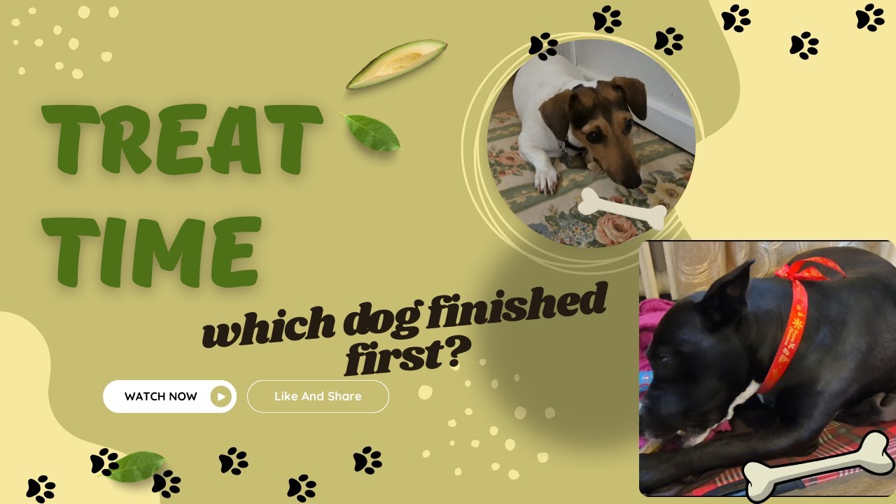 When Treat Time Gets Competitive..!