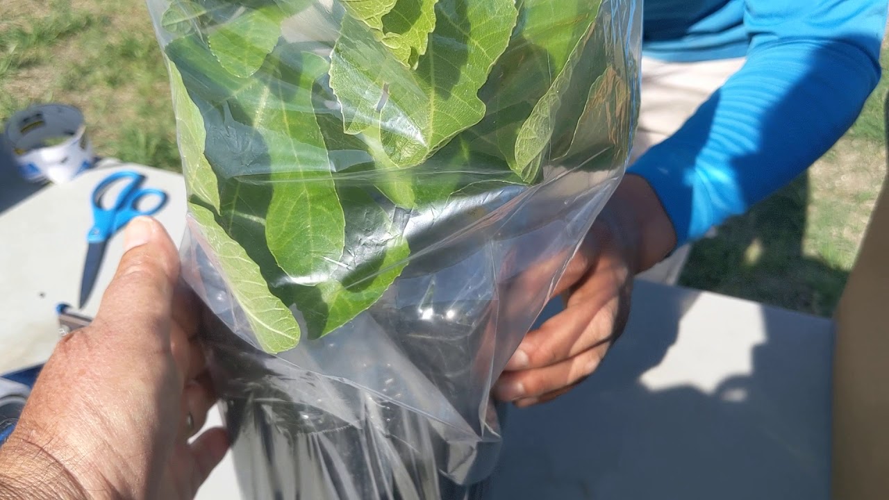 Packing a Fig Tree for Shipping