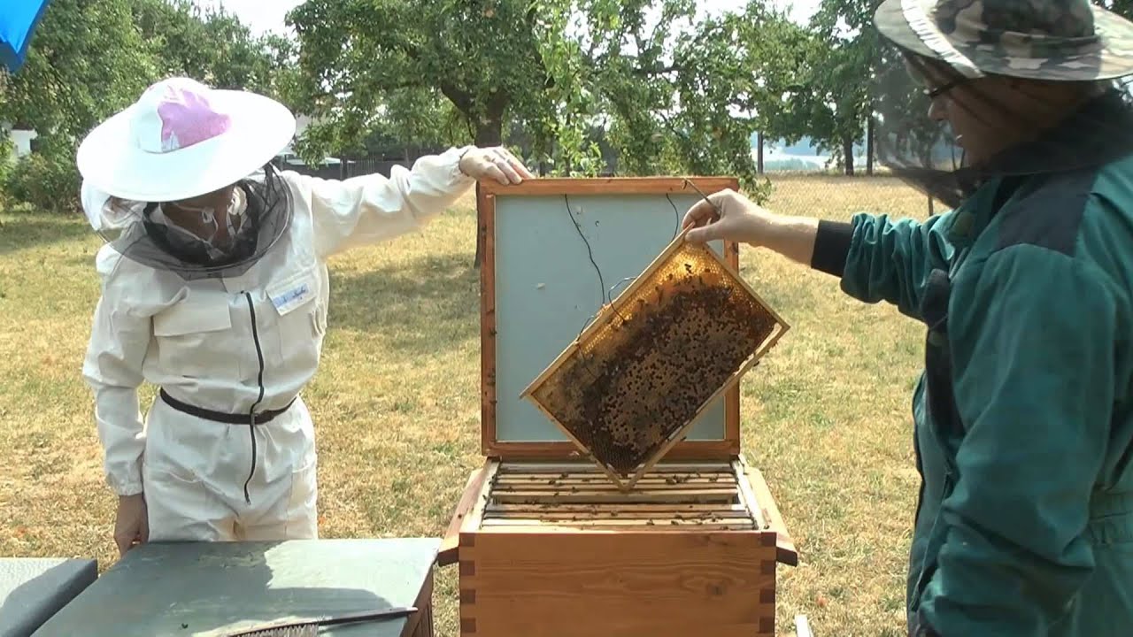 Bee brood during treatment - Thermosolar Hive™