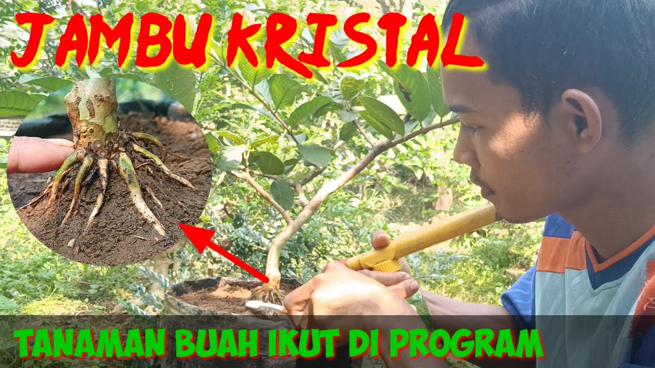 Program Akar Jambu, membuat bonsai dari tanaman jambu kristal