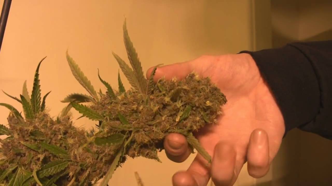 tokin daily: purple erkle in the flower room