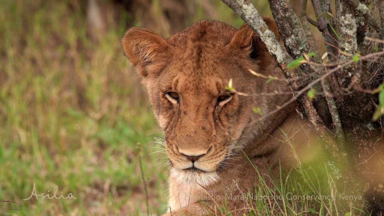 Game Drives in The Mara Naboisho Conservancy, Asilia Africa
