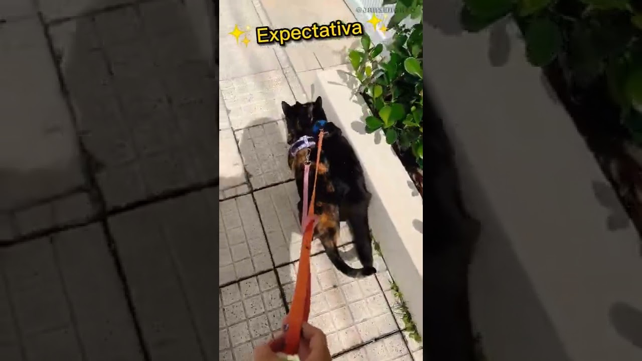 PASSEIO DE GATO NA COLEIRA?