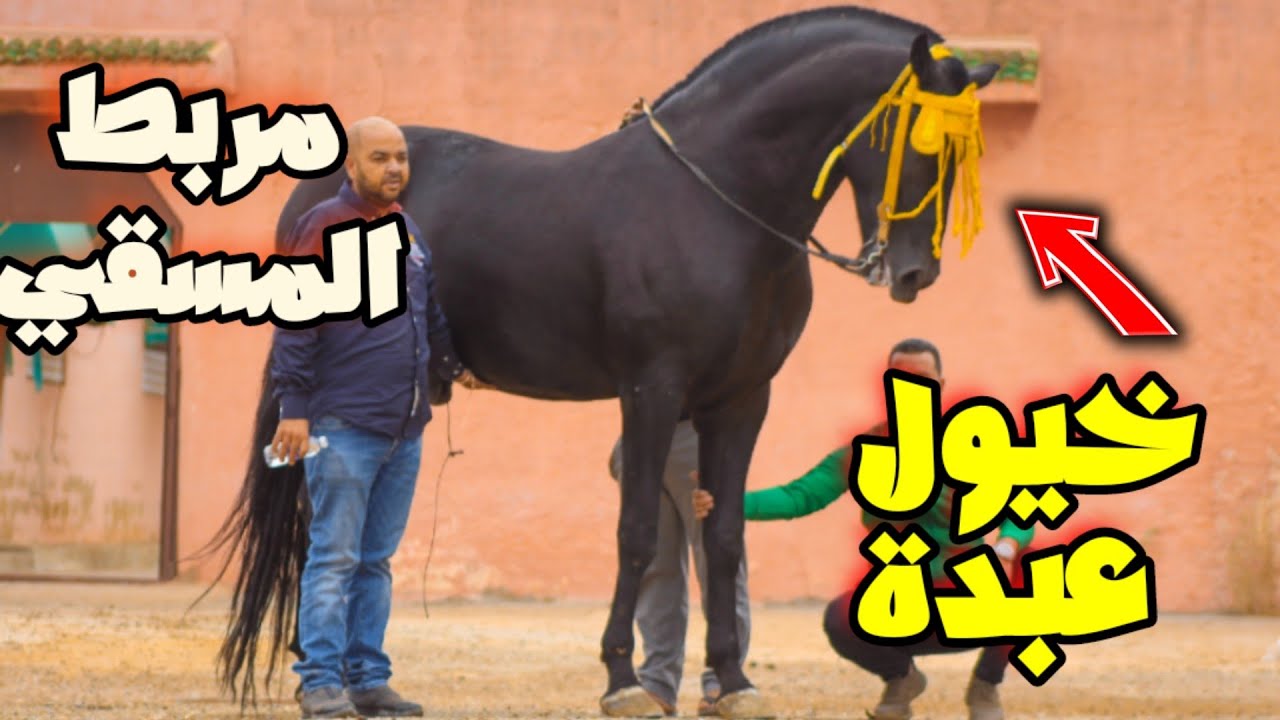 أجيو تولعوا معايا من مربط عائلة المسقي بعبدة و خيول في المستوى العالي 🇲🇦